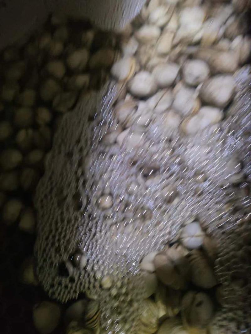 白蚬子长期有货欢迎选购煲汤锡纸都适合用！！！！！！！！！