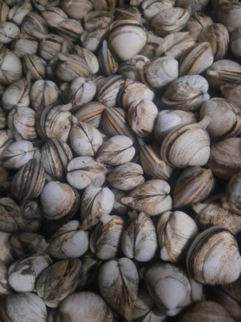 白蚬子长期有货欢迎选购煲汤锡纸都适合用！！！！！！！！！