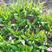 紫花宽叶白芨苗，块茎苗，带芽块茎，量大价优，精品培育