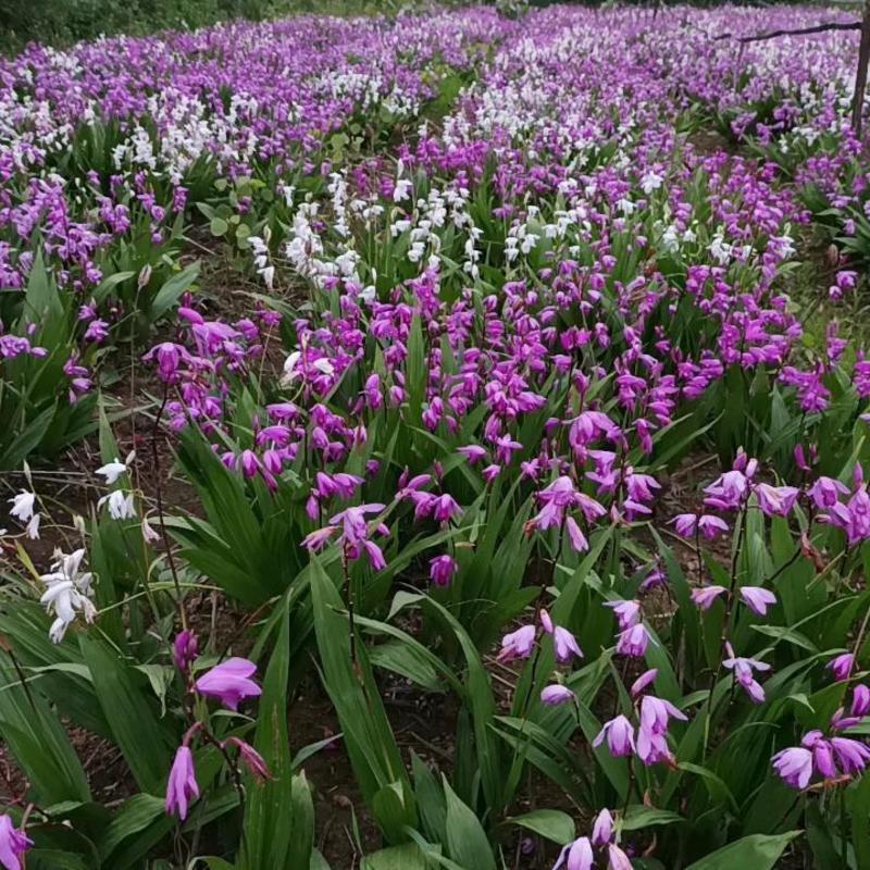 紫花宽叶白芨苗，块茎苗，带芽块茎，量大价优，精品培育