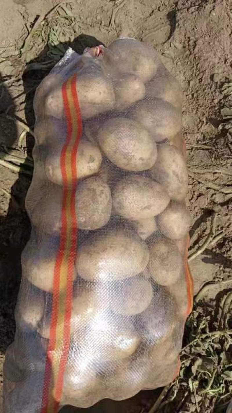 河北蔬菜基地沃土土豆大量有货，表面光滑细腻，口感好，交通