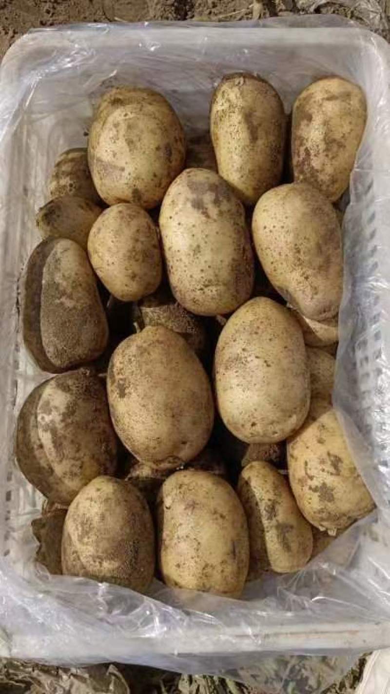 河北蔬菜基地沃土土豆大量有货，表面光滑细腻，口感好，交通