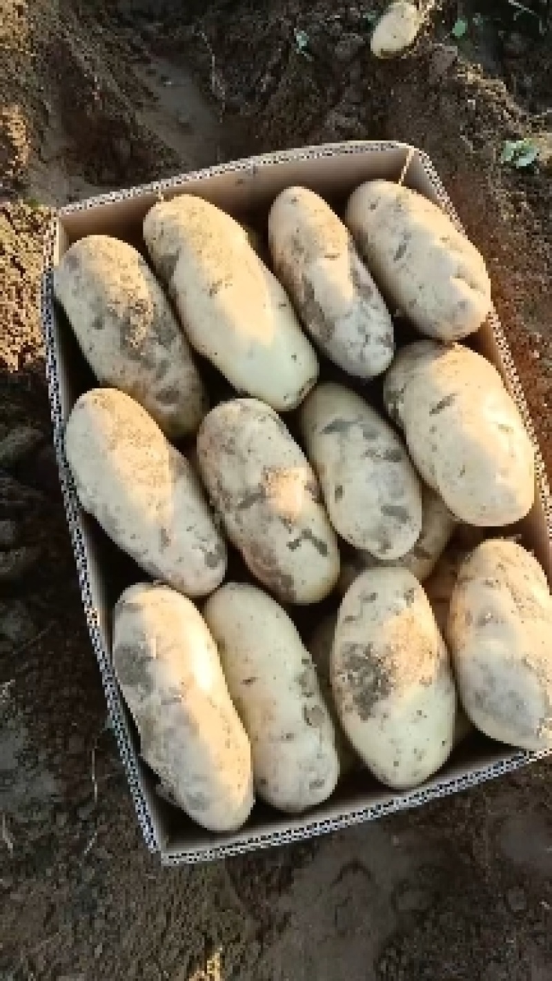 河北蔬菜基地沃土土豆大量有货，表面光滑细腻，口感好，交通