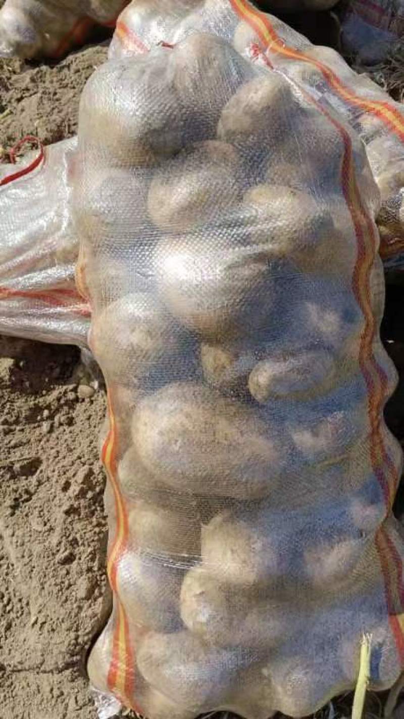 河北蔬菜基地沃土土豆大量有货，表面光滑细腻，口感好，交通