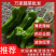 薄皮辣椒301辣椒苏椒欢迎订购质量保证支持各种包装