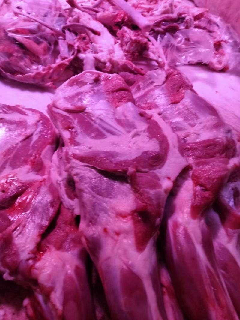 羔羊羊腿烧烤专用40小羔羊