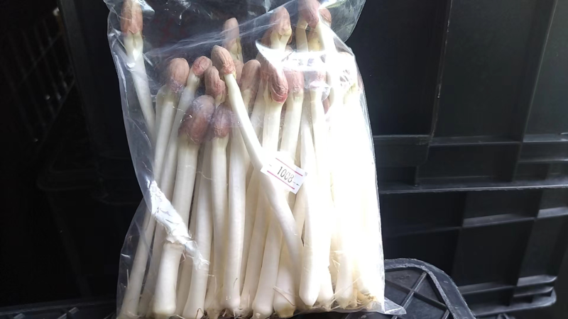 重庆巴南区有机水培花生芽产地直发质量保障欢迎订购
