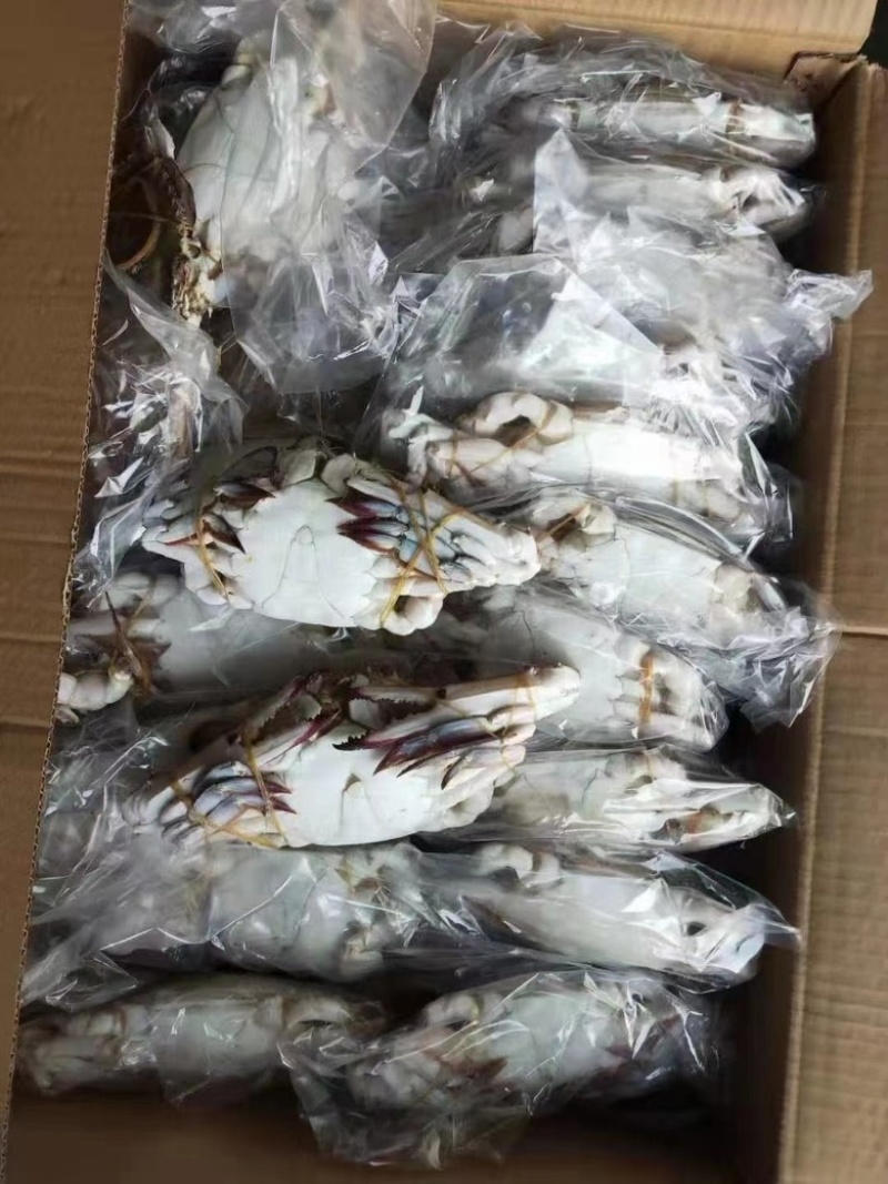梭子蟹大公蟹飞蟹单冻梭子蟹，产地直发