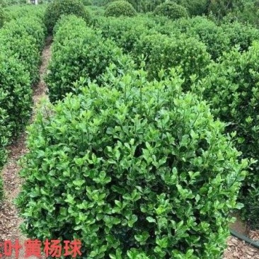 80公分大叶黄杨球-1米大叶黄杨球滁州优质大叶黄杨球产
