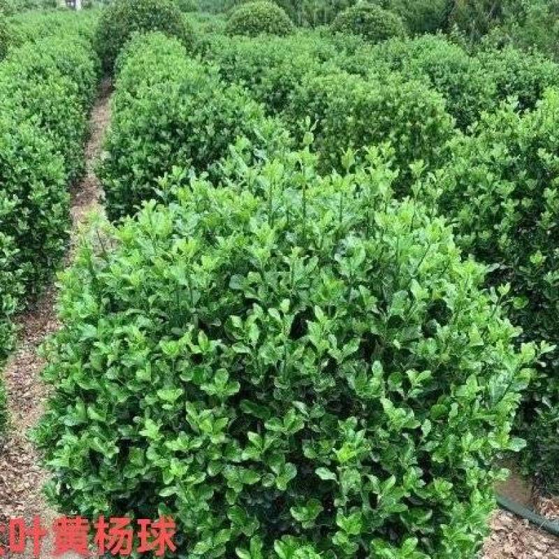 80公分大叶黄杨球-1米大叶黄杨球滁州优质大叶黄杨球产