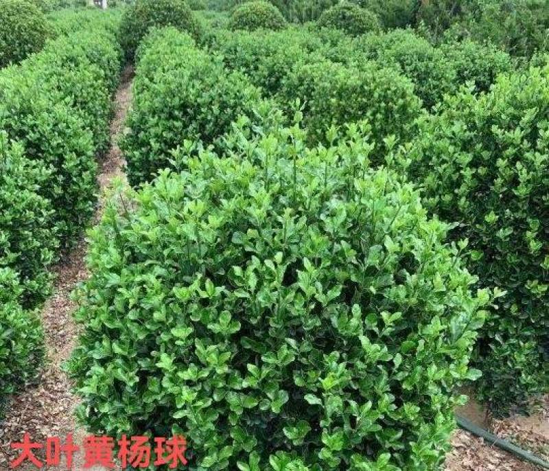 80公分大叶黄杨球-1米大叶黄杨球滁州优质大叶黄杨球产