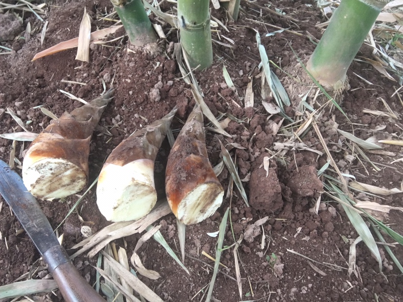 苦竹笋去壳过程