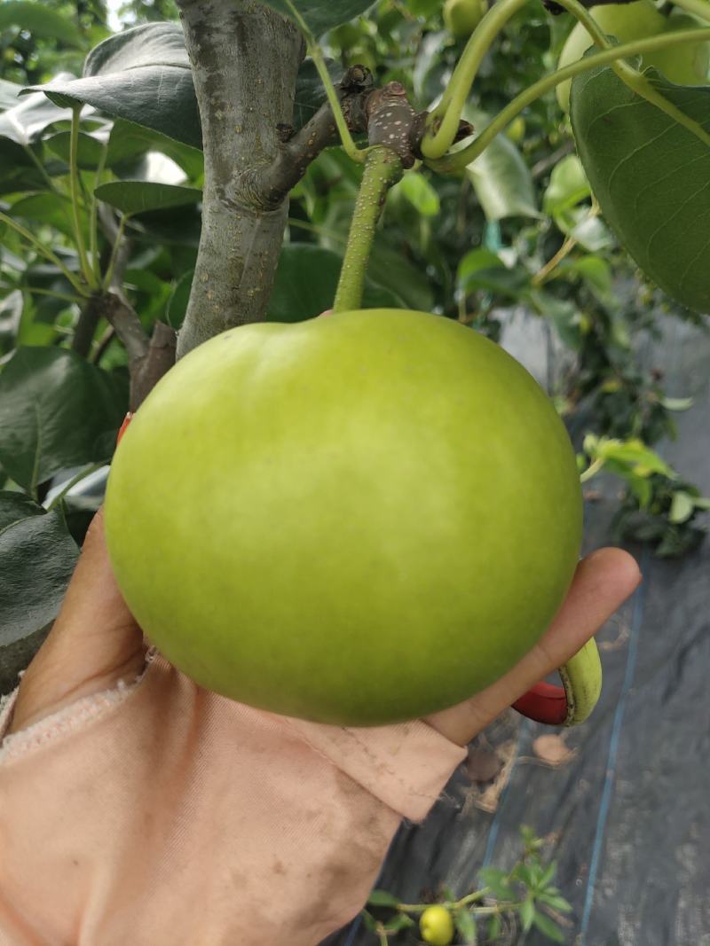 苹果梨