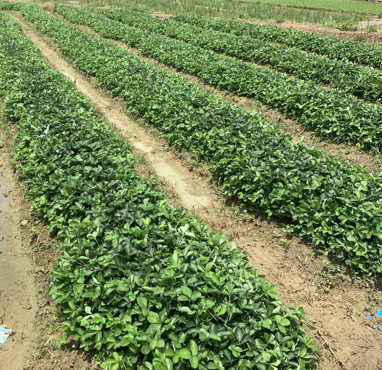 展示一片生长良好的红颜草莓种植园,植株整齐,株高适中,叶片翠绿,果实饱满 红颜草莓种植园全景