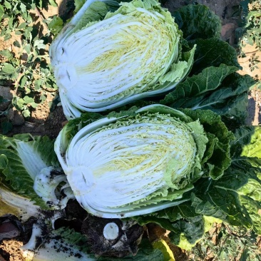 白菜甘蓝，菜花大量上市，满足你不同的需求