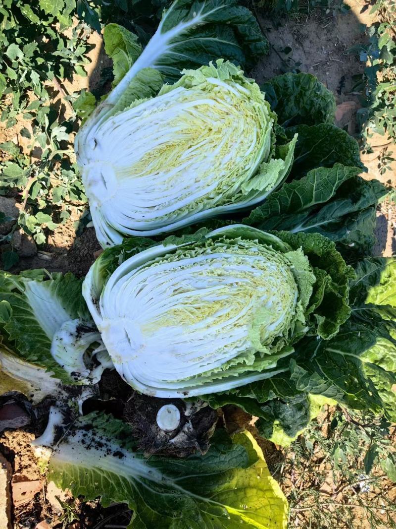 白菜甘蓝，菜花大量上市，满足你不同的需求