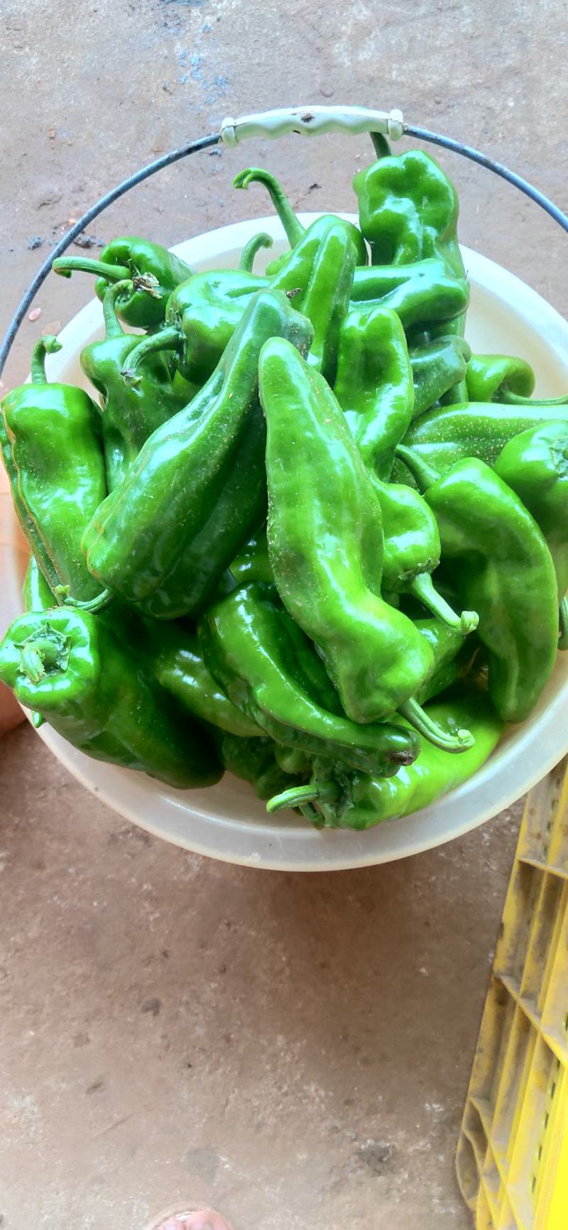 鲜辣椒新鲜现摘