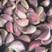 红根蒜苗种子种植基地催芽蒜种保证纯度全国发货