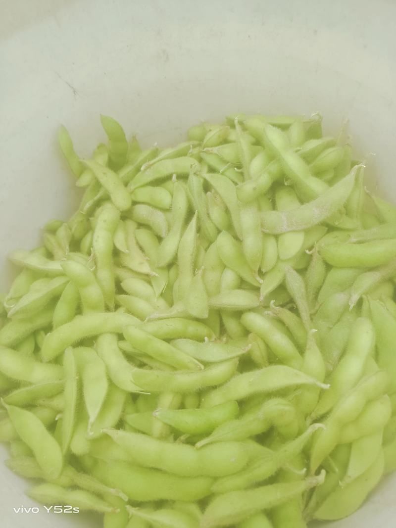 毛豆青豆手工採摘