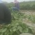 毛豆青豆手工採摘