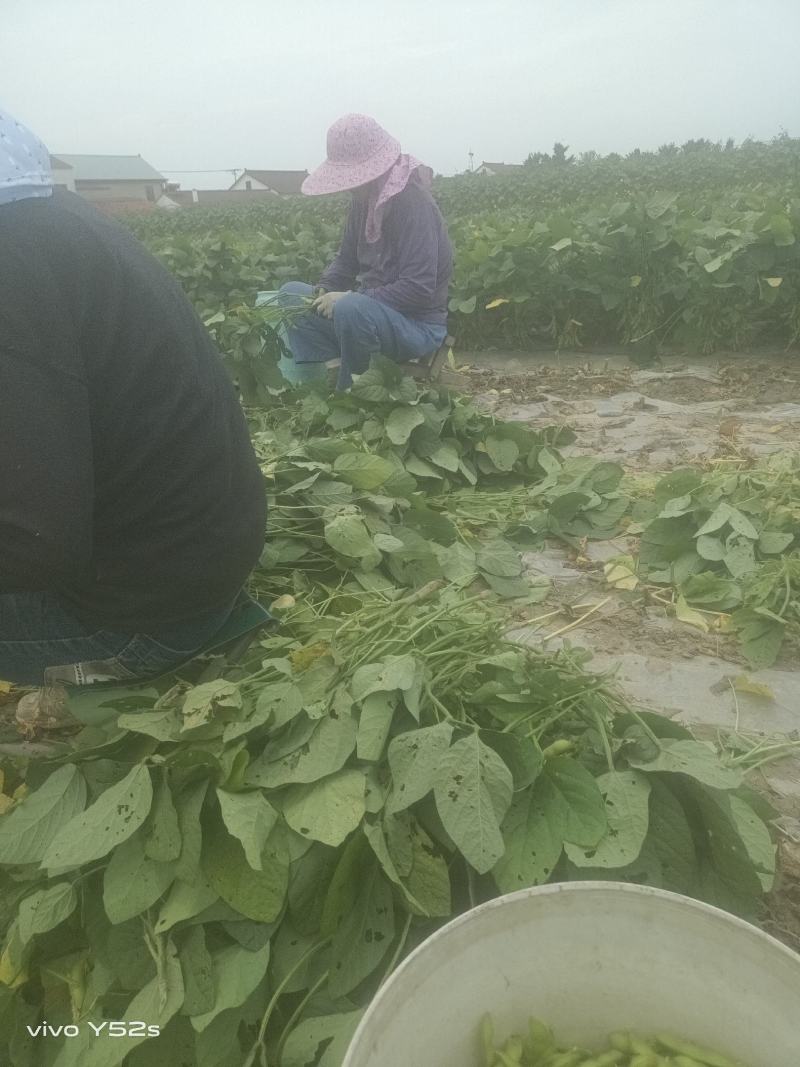毛豆青豆手工採摘