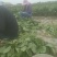 毛豆青豆手工採摘