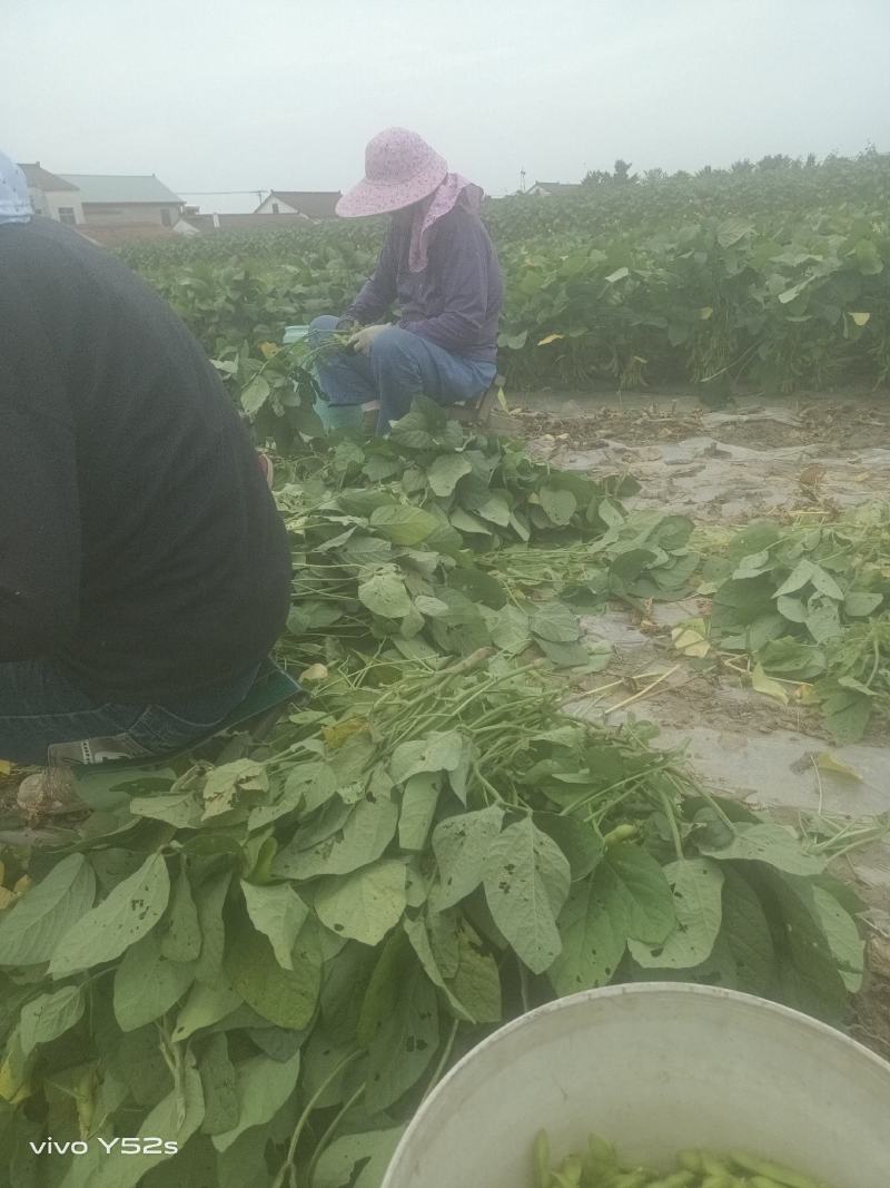 毛豆青豆手工採摘