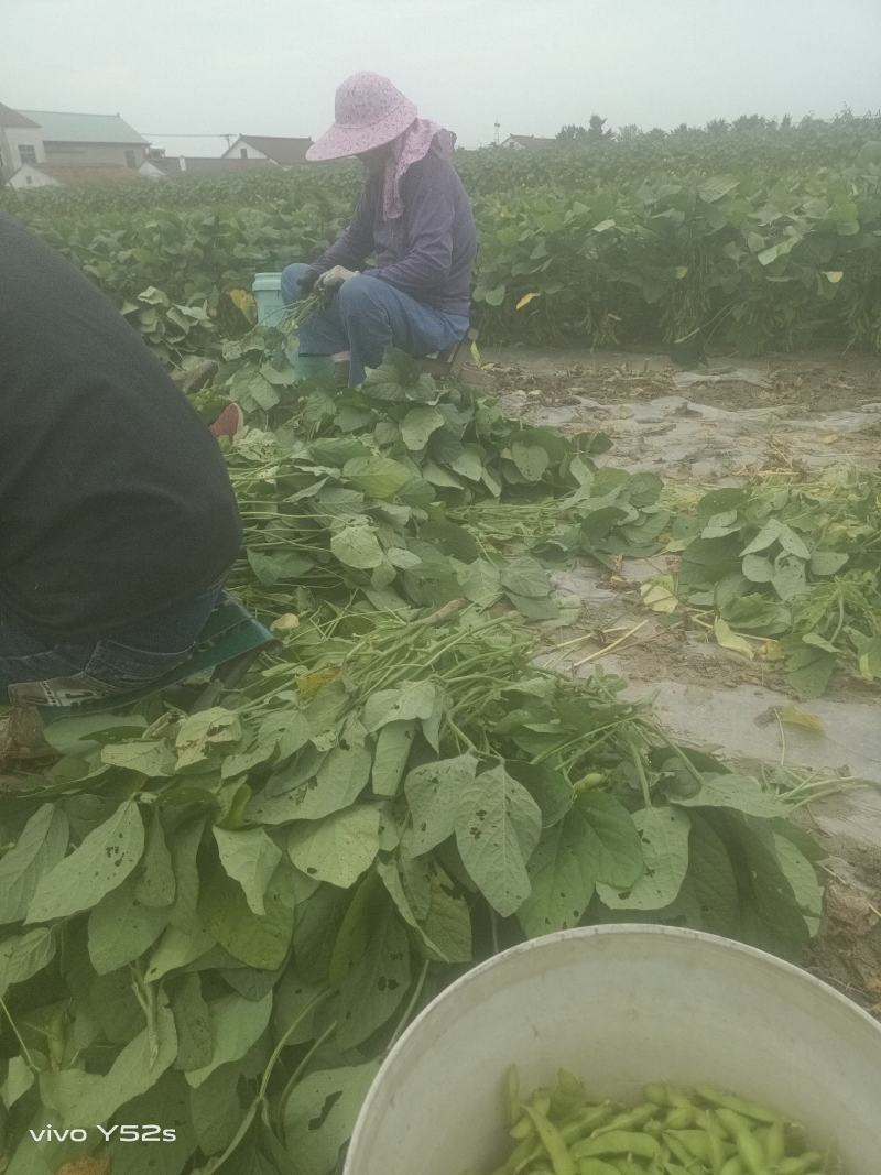 毛豆青豆手工採摘