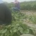 毛豆青豆手工採摘