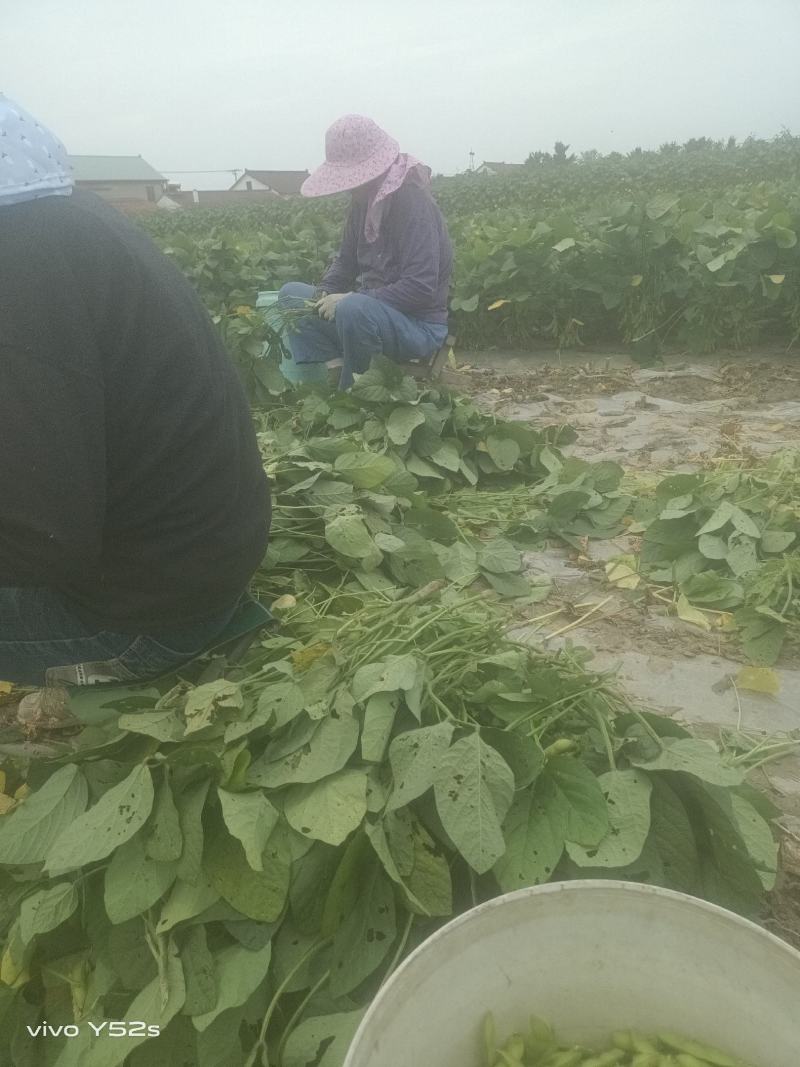 毛豆青豆手工採摘