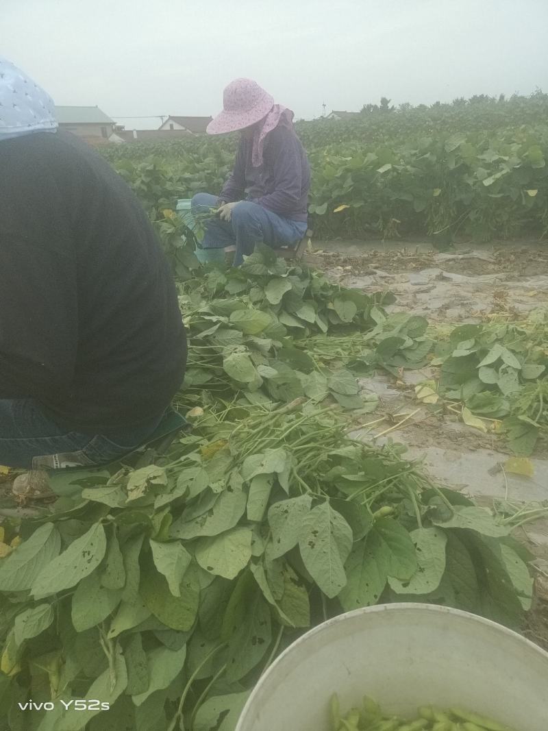 毛豆青豆手工採摘