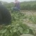 毛豆青豆手工採摘
