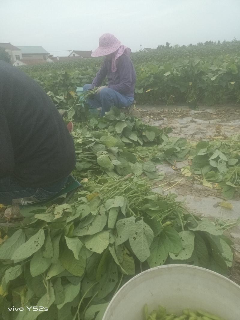 毛豆青豆手工採摘