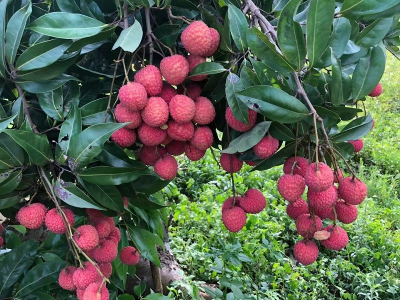 热卖桂味，荔枝，大和荔肉厚核小产地直发一件代发