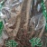胡椒草干货石蝉草中药材欢迎选购！