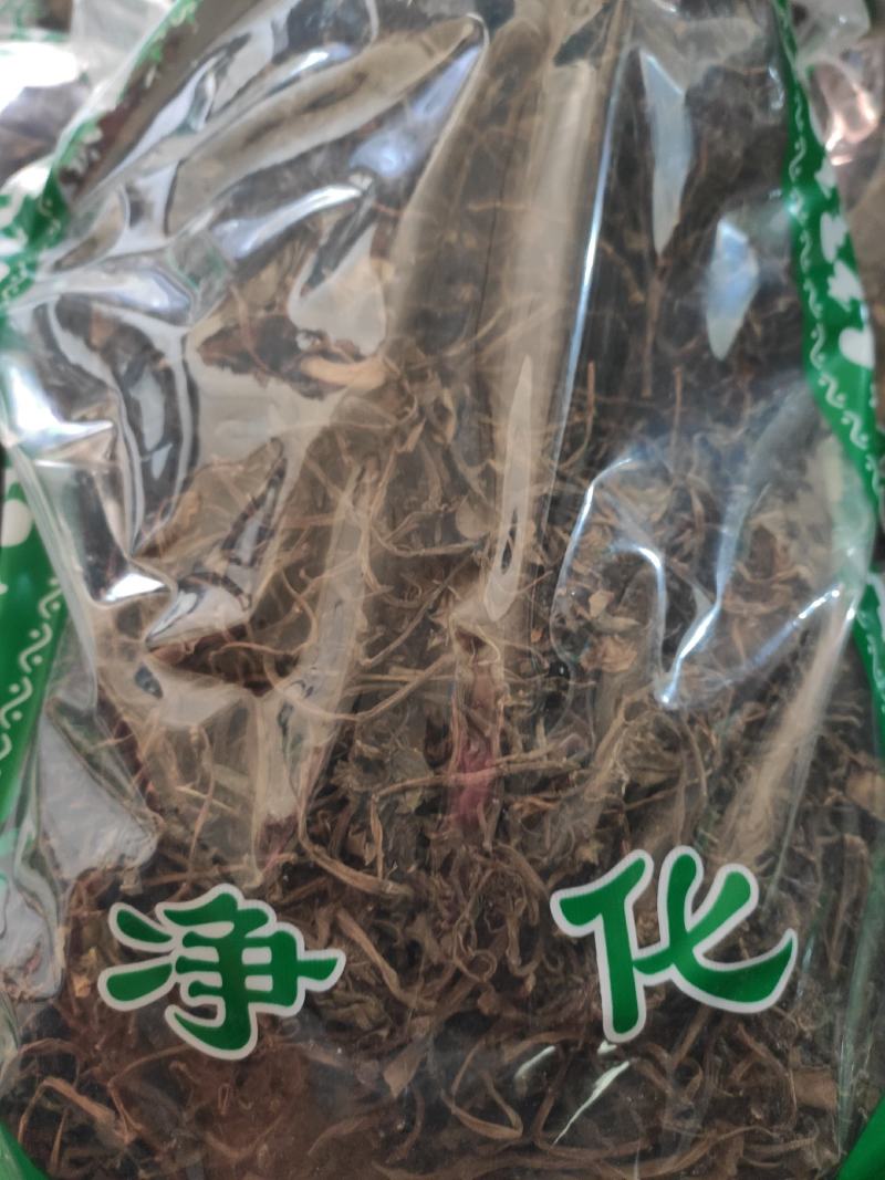 胡椒草干货石蝉草中药材欢迎选购！
