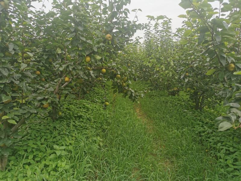 潜江浩口翠冠梨大量上市啦