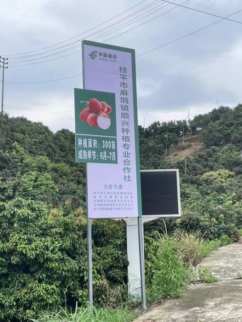 桂味荔枝产地直销新鲜荔枝，肉厚核小，超甜