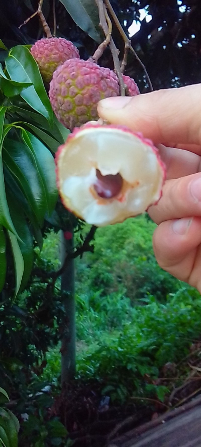 桂味荔枝产地直销新鲜荔枝，肉厚核小，超甜