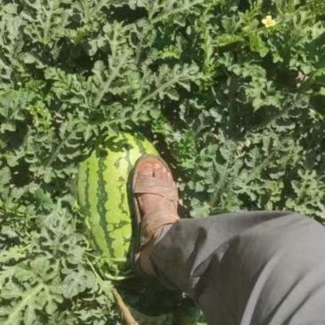 百亩西沙瓜