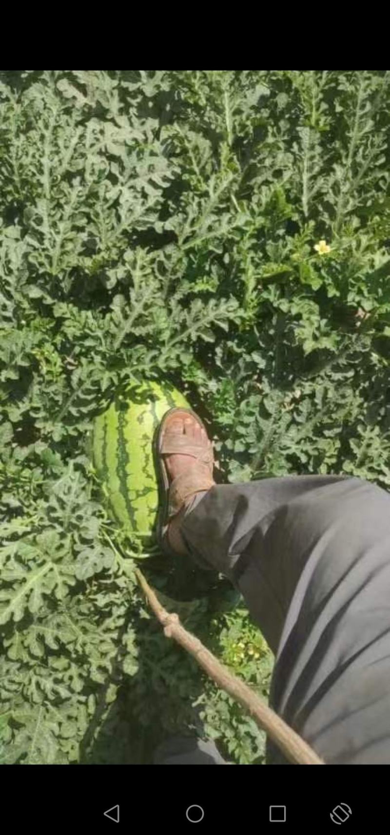 百亩西沙瓜