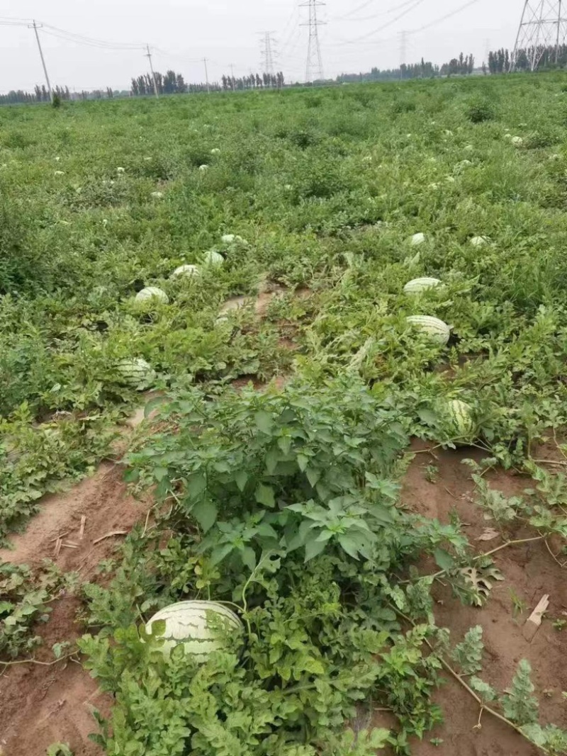 金花一号金城5西瓜产地货量大从优可视频看货基地供应