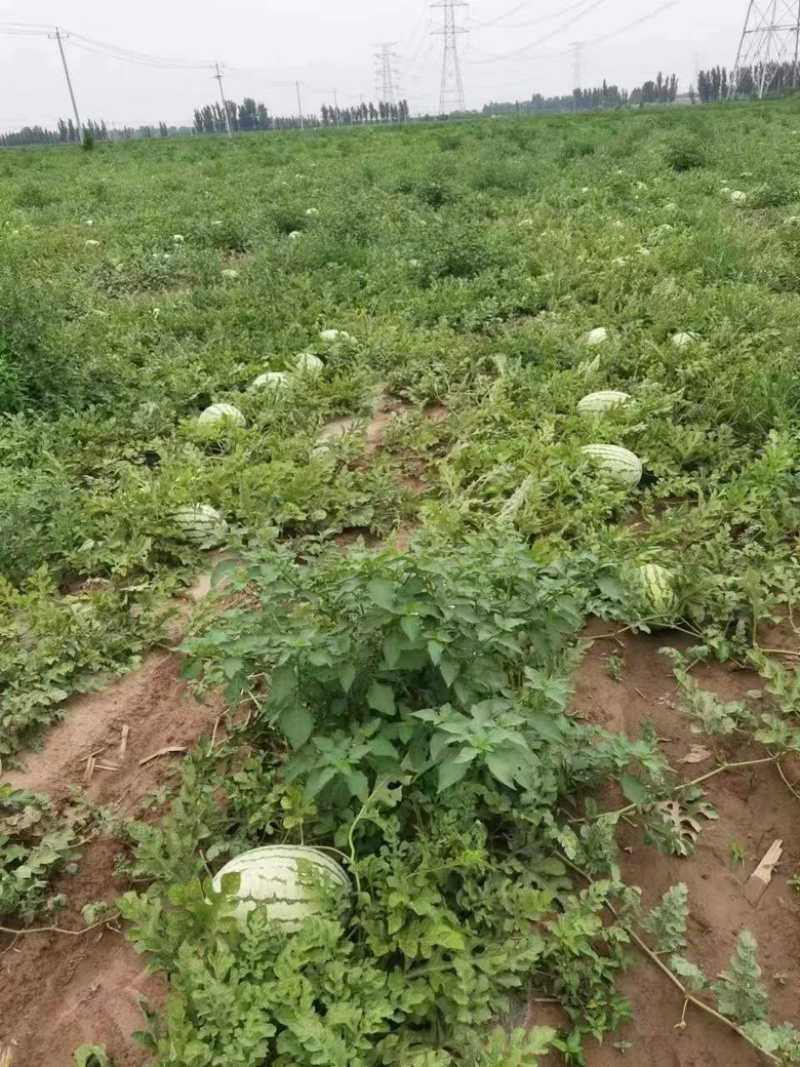 金花一号金城5西瓜产地货量大从优可视频看货基地供应