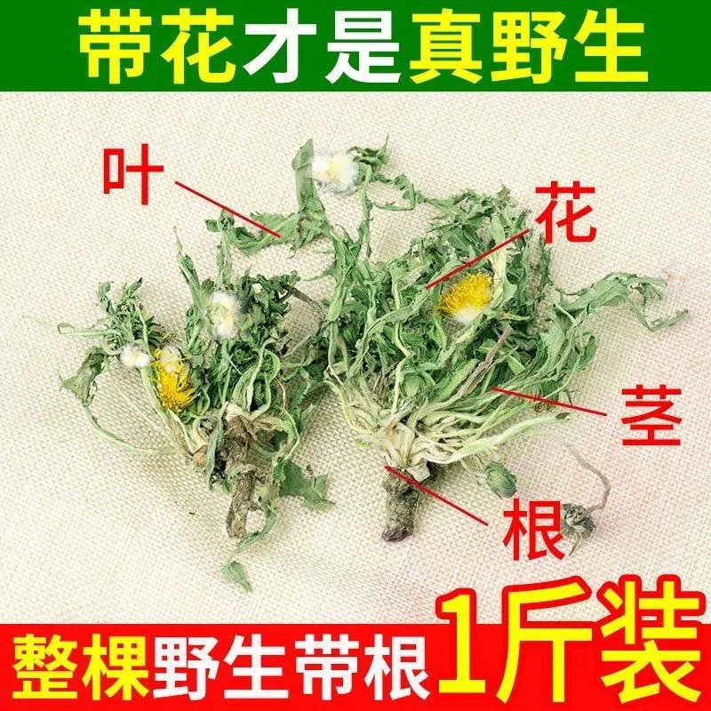 野生蒲公英干纯草带根叶天然野生养生花茶新鲜整颗婆婆丁消