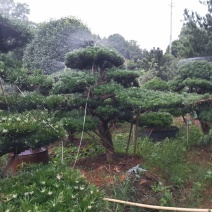 矮桩罗汉松16—20公分，