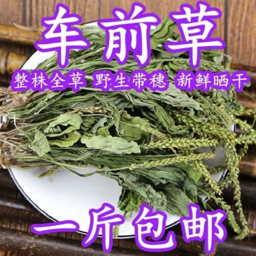 中药材野生整颗车前草干500g新鲜晒干车前草泡茶泡水车前