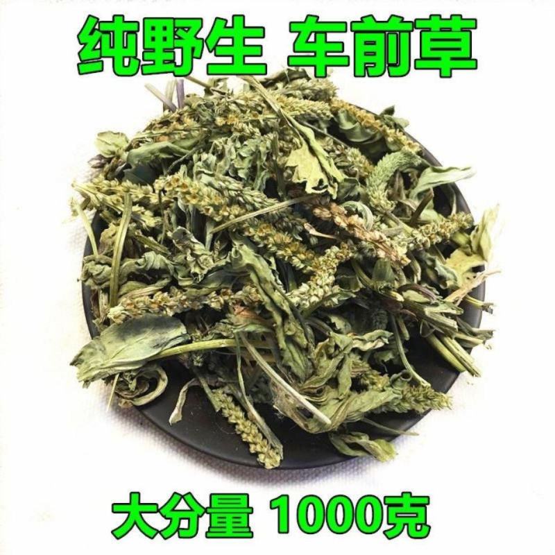 中药材野生整颗车前草干500g新鲜晒干车前草泡茶泡水车前