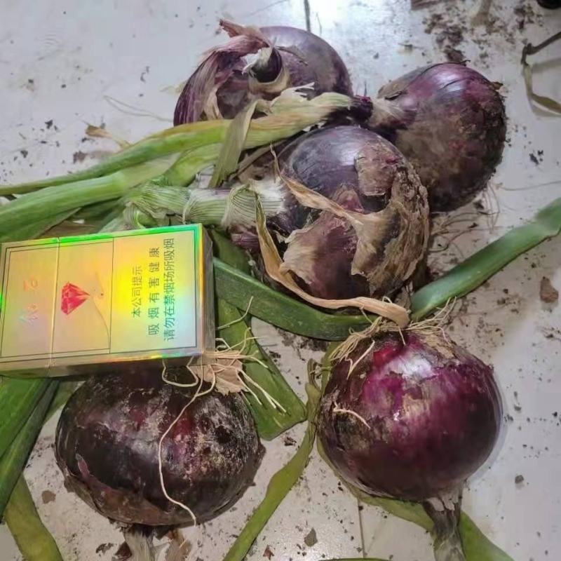 紫葱，地里现出货，量大