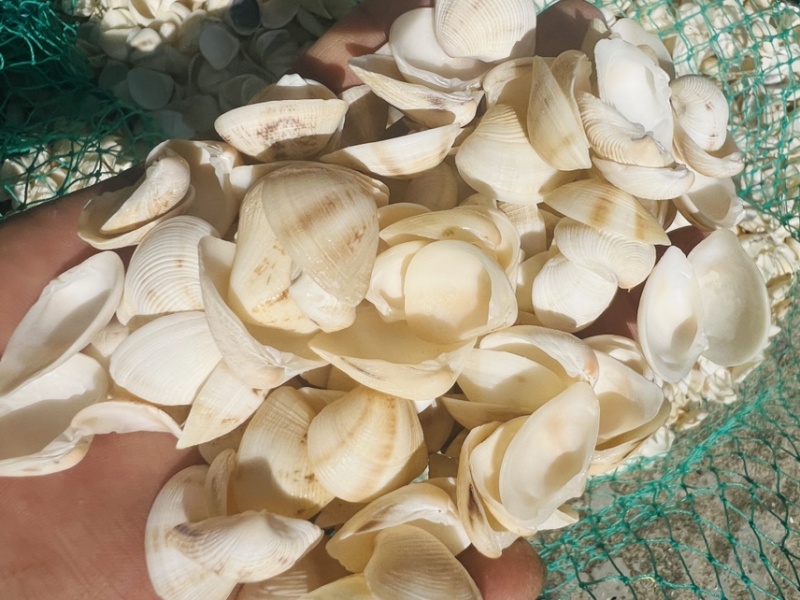 工艺品贝壳小三角贝壳饰品歪嘴妹贝壳原材料