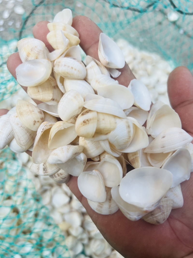 工艺品贝壳小三角贝壳饰品歪嘴妹贝壳原材料